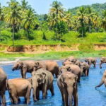 From Kandy: Pinnawala Day Tour - The Sum Up