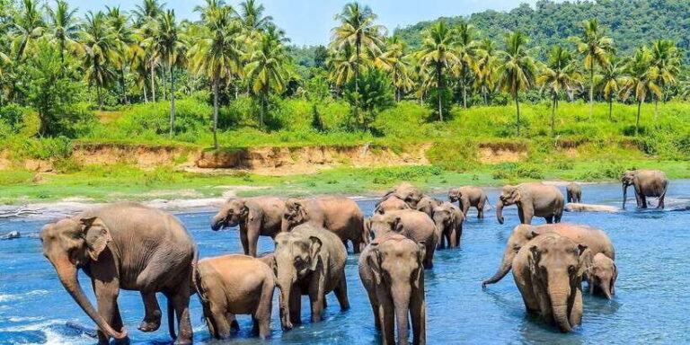 From Kandy: Pinnawala Day Tour - The Sum Up