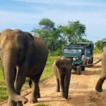 From Kandy: Sigiriya/Dambulla and Minneriya Park Safari - Who is this tour best suited for?