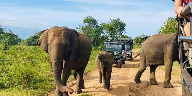 From Kandy: Sigiriya/Dambulla and Minneriya Park Safari - Who is this tour best suited for?