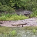 From Kandy: Sigiriya Lion Rock fortress and Village Trip - A Deep Dive into the Experience