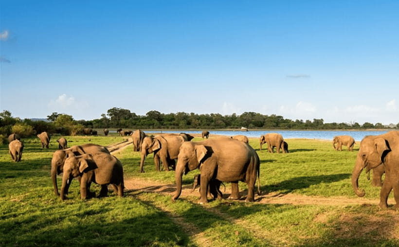 From Kandy: Sigiriya Rock Fortress and Wildlife Safari - Why this tour might be right for you