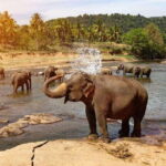 From Kandy To Pinnawala Private Day Tour via Ambuluwawa - Is This Tour Worth It?