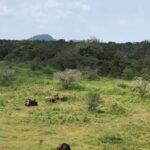 From Kandy to Sigiriya Day Tuk Tuk Trip - An In-Depth Look at the Kandy to Sigiriya Tuk Tuk Experience