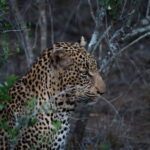 From Kandy: Wilpattu National Park Safari with Hotel Pickup - Who Is This Tour Best For?