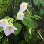 From Kathmandu: 3-Day Lumbini Trip - FAQs