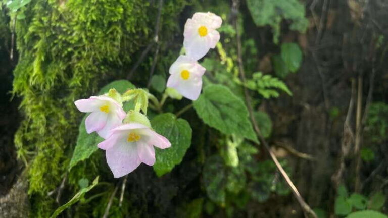 From Kathmandu: 3-Day Lumbini Trip - FAQs