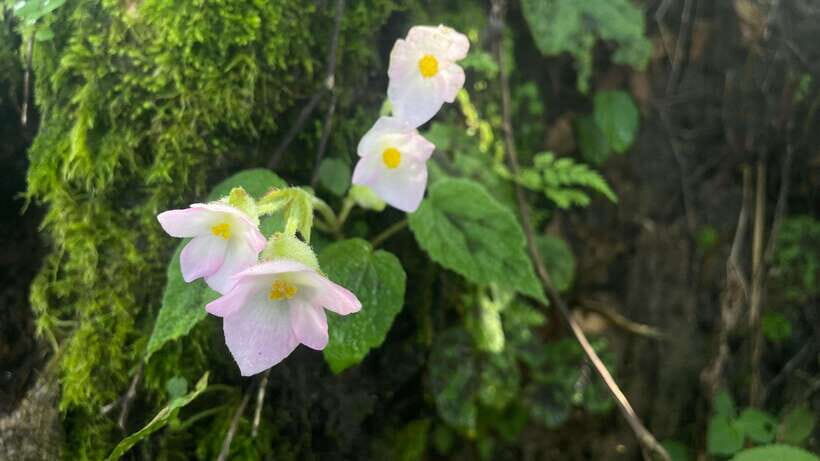 From Kathmandu: 3-Day Lumbini Trip - FAQs