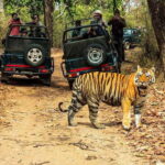 From Kathmandu/Pokhara: 2, 3, or 4-Day Chitwan Jungle Safari - The Value and Practicalities