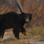 From Kathmandu/Pokhara: 3-Day Chitwan National Park Tour - FAQs