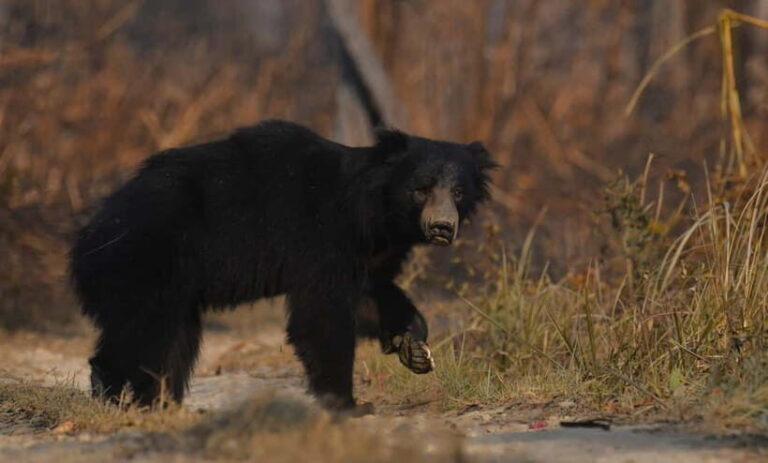 From Kathmandu/Pokhara: 3-Day Chitwan National Park Tour - FAQs