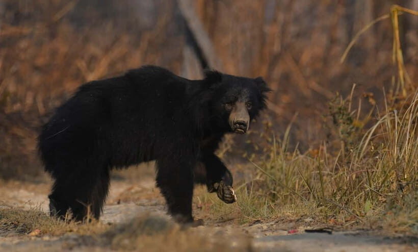 From Kathmandu/Pokhara: 3-Day Chitwan National Park Tour