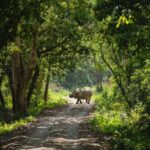 From Kathmandu/Pokhara: Private 3-Day Chitwan Safari Tour - The Experience in Detail