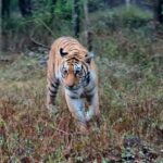 From Khajuraho: Full-Day Sightseeing Tour with Tiger Safari - The Panna Tiger Safari Adventure