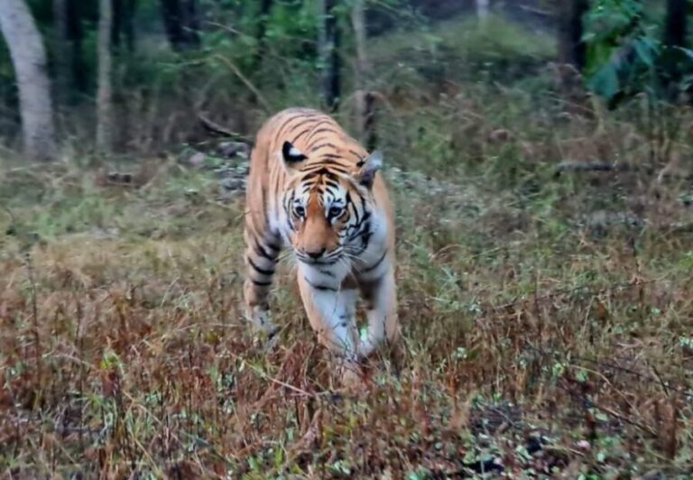 From Khajuraho: Full-Day Sightseeing Tour with Tiger Safari - The Panna Tiger Safari Adventure