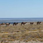 From Khiva To Aral Sea 2-Days One Night In Yurt Stay - The Value for Travelers