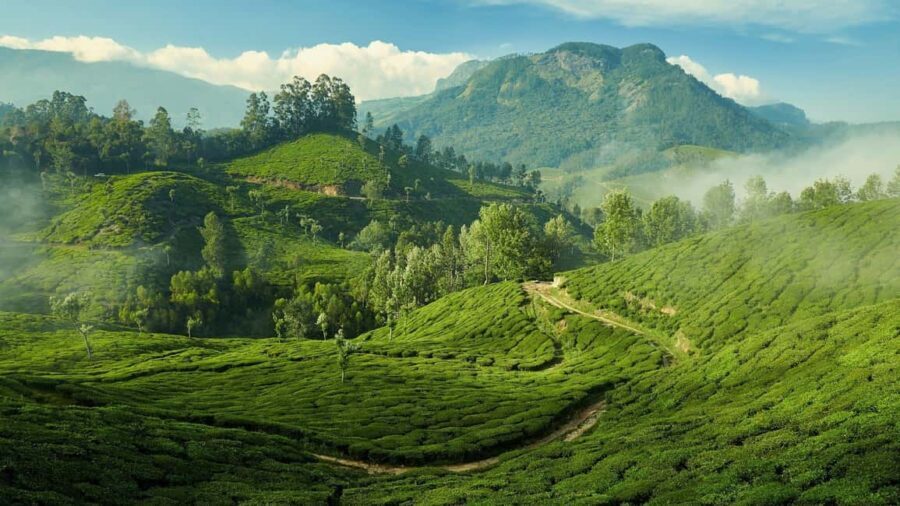 From Kochi:- 03 Days Munnar with Periyar Wildlife Tour - A Well-Rounded 3-Day Kerala Journey