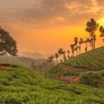 From Kochi: Day Tour to Munnar with Tea Garden and Waterfalls - Who Should Take This Tour?