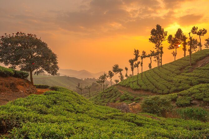 From Kochi: Day Tour to Munnar with Tea Garden and Waterfalls - Who Should Take This Tour?