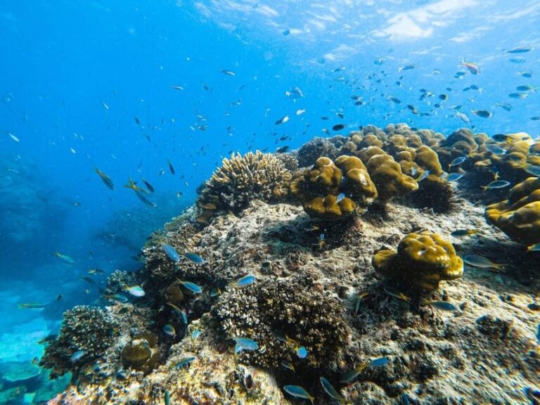 From Krabi: Phi Phi Islands Speedboat Day Tour - The Experience in Detail