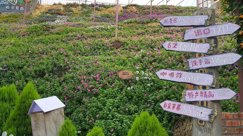 From Kuala Lumpur: Cameron Highlands Full-Day Tour - What Makes This Tour Special?