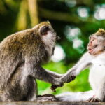 From Kuala Lumpur: Full-Day Taman Negara National Park - The Sum Up