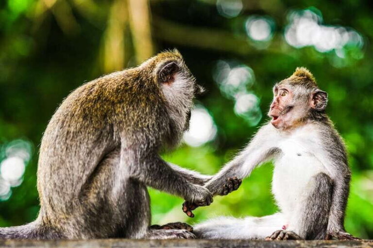 From Kuala Lumpur: Full-Day Taman Negara National Park - The Sum Up