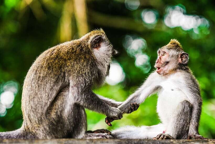 From Kuala Lumpur: Full-Day Taman Negara National Park - The Sum Up