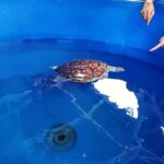 From Kuala Lumpur: Port Dickson Tour with Dragon Cruise - Beach Days: Teluk Kemang and Pantai Cahaya Negeri