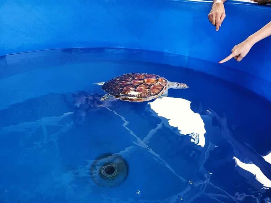 From Kuala Lumpur: Port Dickson Tour with Dragon Cruise - Beach Days: Teluk Kemang and Pantai Cahaya Negeri