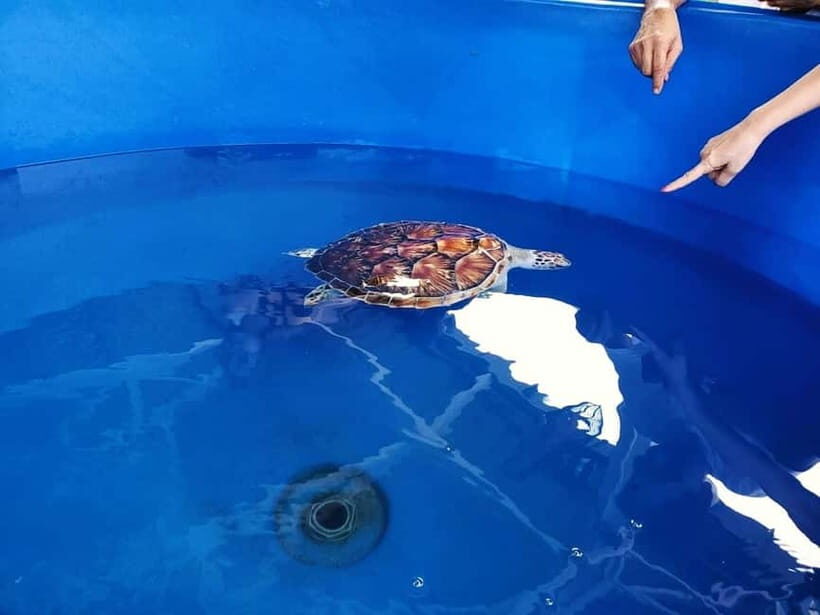 From Kuala Lumpur: Port Dickson Tour with Dragon Cruise - A Practical, Balanced Look at the Port Dickson Tour