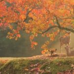 From Kyoto or Osaka: Kyoto Highlights & Nara Park Day Trip - Authentic Moments and Traveler Insights