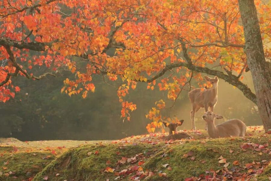 From Kyoto or Osaka: Kyoto Highlights & Nara Park Day Trip - Authentic Moments and Traveler Insights