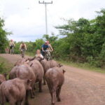 From Luang Prabang: Guided Mountain Bike Tour with Lunch - FAQ