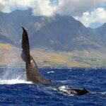From Ma'alaea Harbor: Sunset Whale Watch Tour Aboard the Malolo - Who Is This Tour Best For?