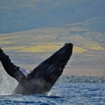 From Ma'alaea Harbor: Whale Watch Cruise Aboard the Malolo - Final Thoughts: Is the Malolo Whale Watch for You?