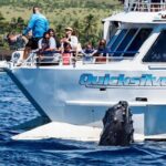 From Maalaea: Whale Watching Tour Aboard the Quicksilver - Final Thoughts