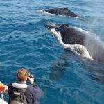 From Mirissa: All Inclusive Whales & Dolphin Watching Tour - Diving into the Experience: What to Expect