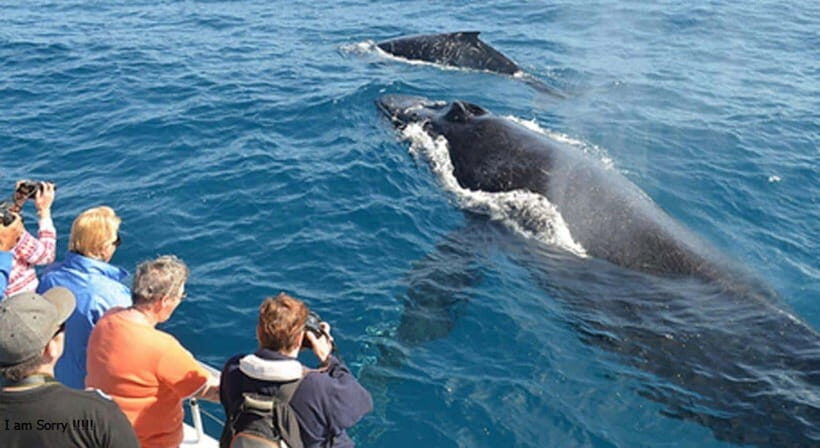 From Mirissa: All Inclusive Whales & Dolphin Watching Tour - Diving into the Experience: What to Expect