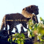 From Mirissa / Galle / Bentota : DAY TOUR to ELLA & Return - What You Need to Know