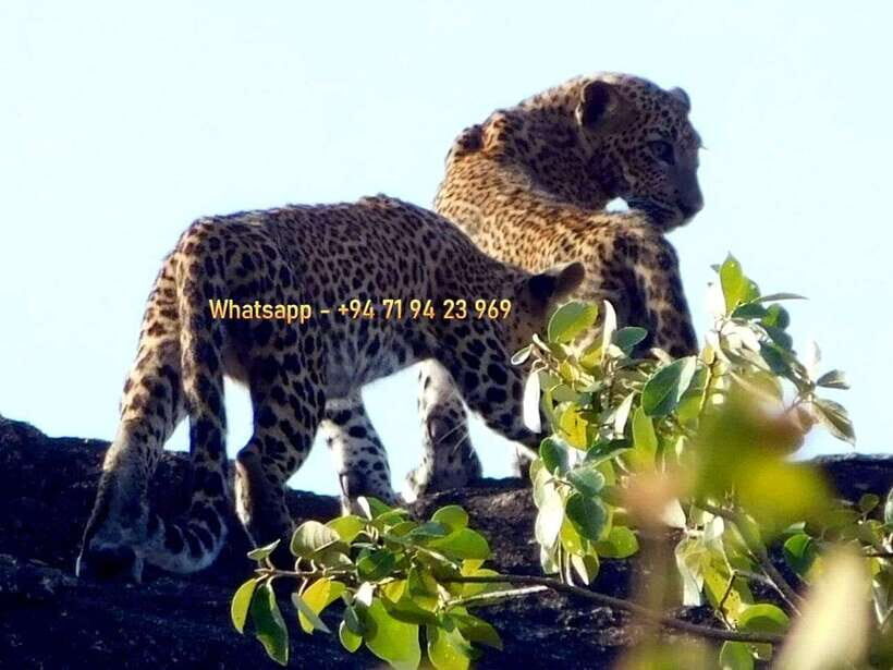 From Mirissa / Galle / Bentota : DAY TOUR to ELLA & Return - What You Need to Know