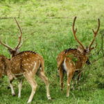 From Mirissa / Galle / Tangalle to Yala Safari & Drop- Ella - Final thoughts