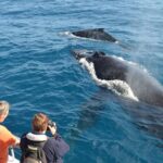 From Mirissa: Private Whale Watching Tour With Sunset - An Authentic Marine Adventure from Mirissa