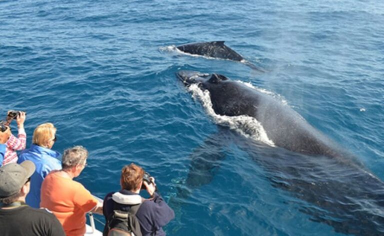 From Mirissa: Private Whale Watching Tour With Sunset - An Authentic Marine Adventure from Mirissa