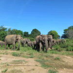From Mirissa/ Weligama : Udawalawe Safari - Day Trip - What Makes This Tour Stand Out?