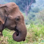 From Mirissa: Yala Day Trip with Free Entrance and Food - Exploring the Day in Detail