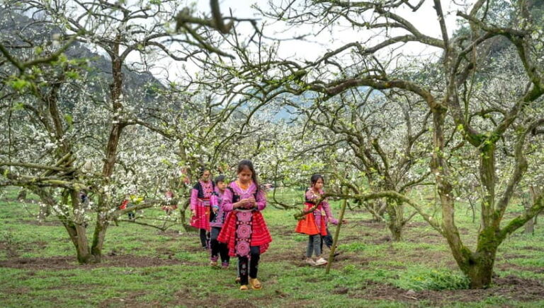 From Moc Chau: 3-Day Tea Farm and Waterfall Tour - A Closer Look at the Moc Chau 3-Day Tour