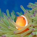 From Naha Scuba Diving Trip in Kerama(for certified divers) - Why Choose This Kerama Islands Trip?