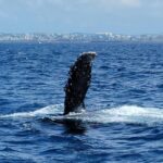 From Naha Whale Watching (Naha city Pickup) English guide - Who Will Love This Tour?