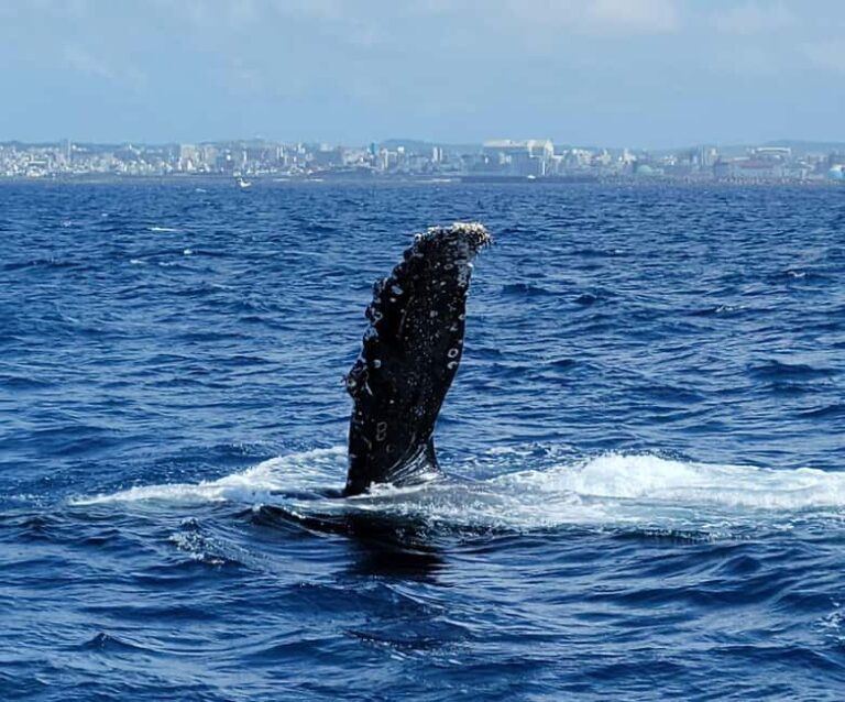 From Naha Whale Watching (Naha city Pickup) English guide - Who Will Love This Tour?